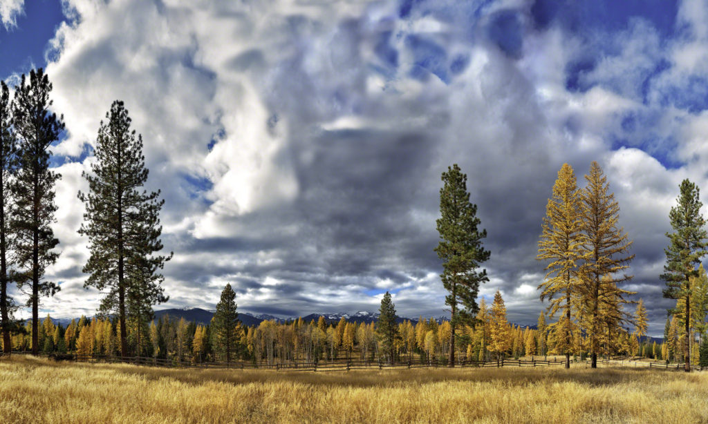 Autumn Gold